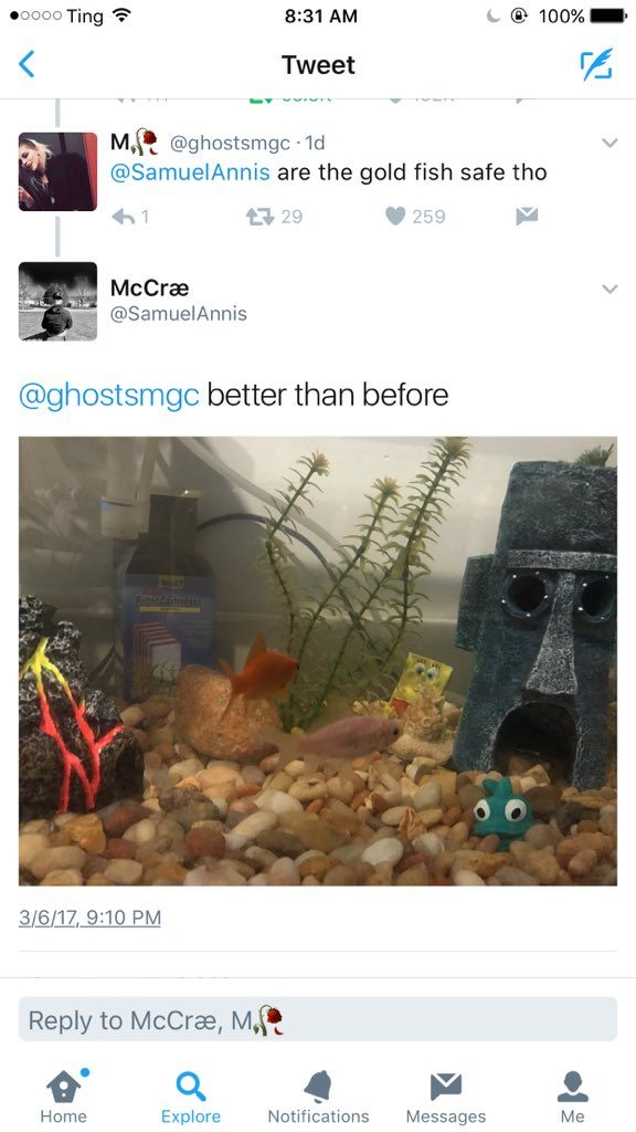 Poissons rouges ou carottes cocktail, quelle est la différence ?