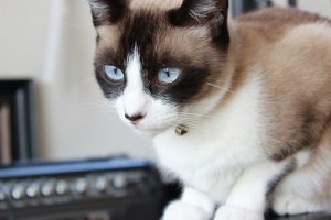 Le Snow shoe, un chat raquette de compétition