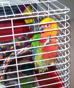 Les facteurs extérieurs à l'origine de troubles du comportement chez le perroquet 