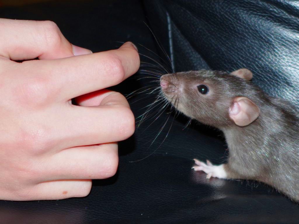 Certains rats sont-ils prédisposés pour mordre ?