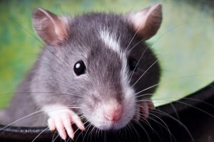 Certains rats sont-ils prédisposés pour mordre ?