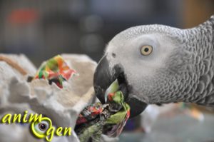 Jouet pour perroquet à fabriquer : la boîte à oeufs aux trésors