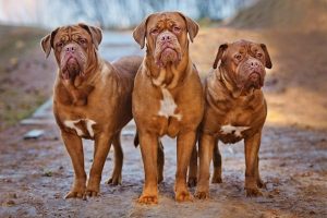 Le dogue de Bordeaux, un molosse qui allie puissance et douceur