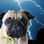 Comment vaincre la peur de l'orage chez les chiens ?