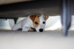 Comment vaincre la peur de l'orage chez les chiens ?