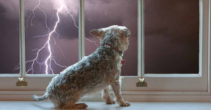 Comment vaincre la peur de l'orage chez les chiens ?