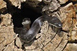 La paternité multiple chez la couleuvre, ou la polyandrie des reptiles