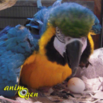 Santé : la rétention d’œuf (mal de ponte) chez les oiseaux à bec droit et perroquets