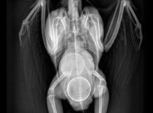 Santé : la rétention d’œuf (mal de ponte) chez les oiseaux à bec droit et perroquets