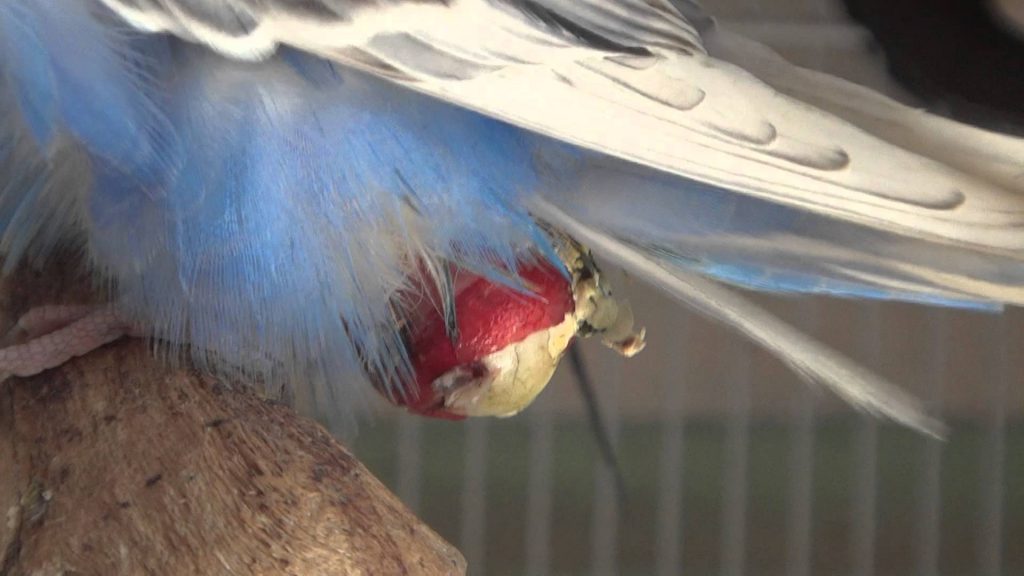 Santé : la rétention d’œuf (mal de ponte) chez les oiseaux à bec droit et perroquets