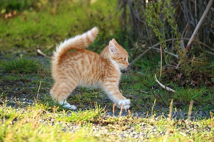 Chats des villes et chats des champs, les différences de comportement