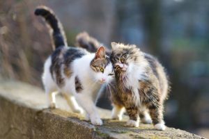 Chats des villes et chats des champs, les différences de comportement