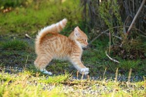 Chats des villes et chats des champs, les différences de comportement