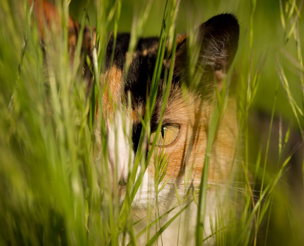 Chats des villes et chats des champs, les différences de comportement