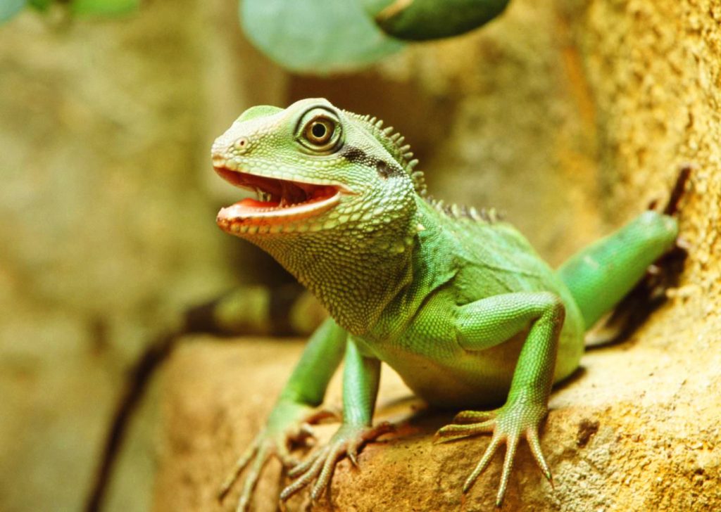 Comment savoir si un reptile est énervé ou stressé ?