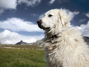 Le montagne des Pyrénées, ou Patou, la race des géants