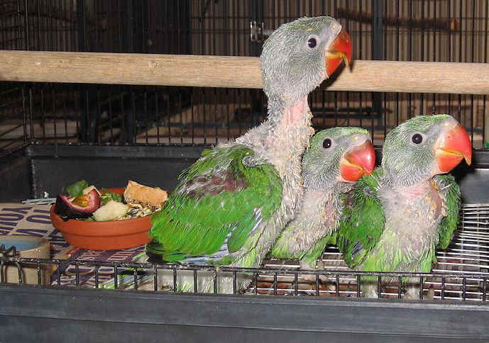 Alimentation : le déroulement du sevrage chez les perroquets