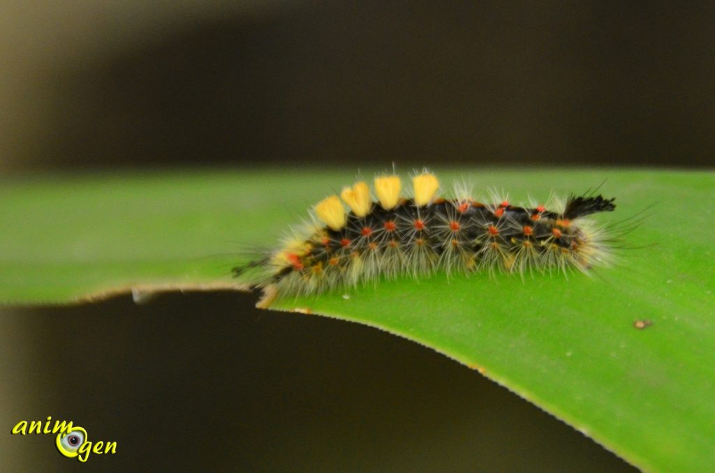 Orgyia antiqua, une chenille cyberpunk dans notre jardin