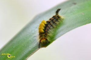 Orgyia antiqua, une chenille cyberpunk dans notre jardin