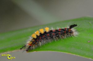 Orgyia antiqua, une chenille cyberpunk dans notre jardin