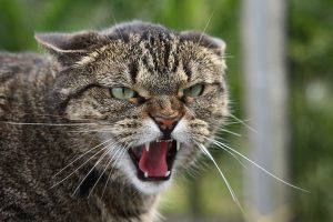 Les sens chez les chats : les moustaches