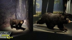 Espèces d'ours !