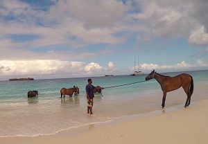 Comportement : mon cheval a peur d'entrer dans l'eau (causes et solutions)