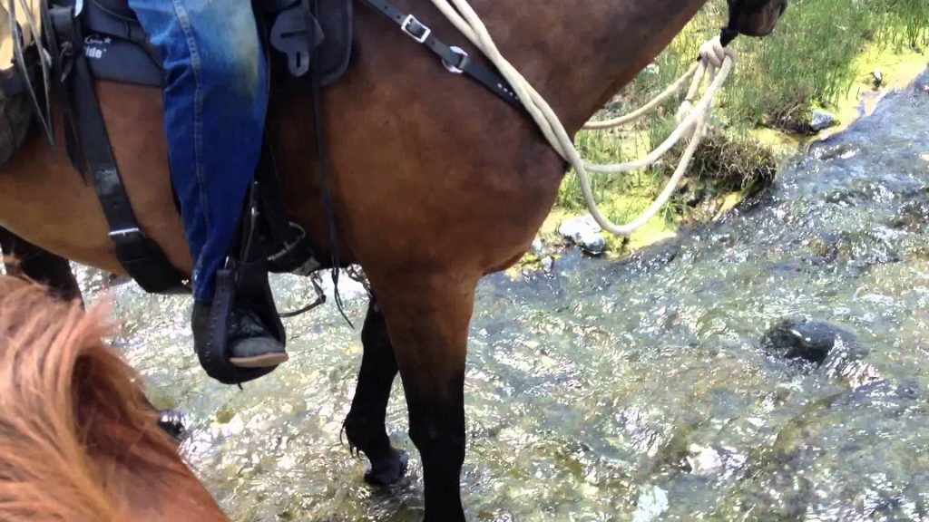 Comportement : mon cheval a peur d'entrer dans l'eau (causes et solutions)