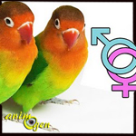 Perroquets : y-a-t-il des différences de comportement entre mâles et femelles ?