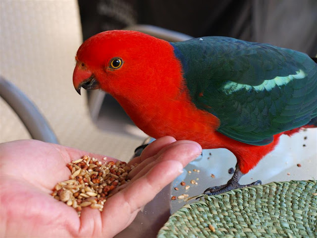 Alimentation et sevrage : comment nourrir à la main un perroquet non sevré ? (1ère partie)