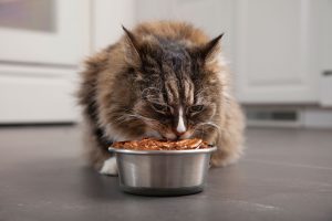 Chats : la théorie du complot de la fatigue des moustaches !