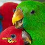 Langage : la signification des sons, mots et sifflements de nos perroquets