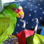 Maracas en origami, un été en samba pour nos perroquets
