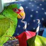 Maracas en origami, un été en samba pour nos perroquets