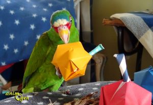 Maracas en origami, un été en samba pour nos perroquets