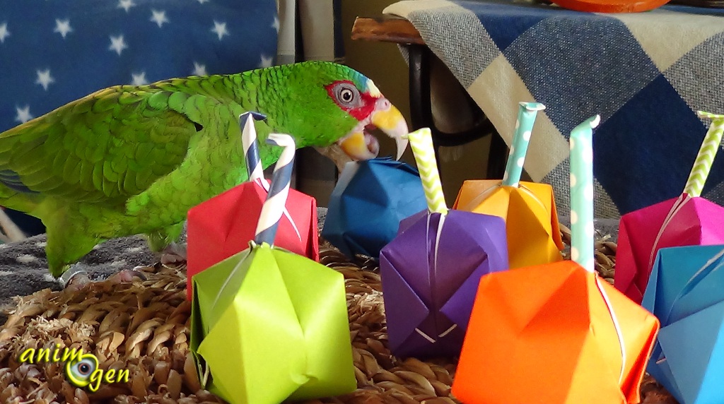 Maracas en origami, un été en samba pour nos perroquets