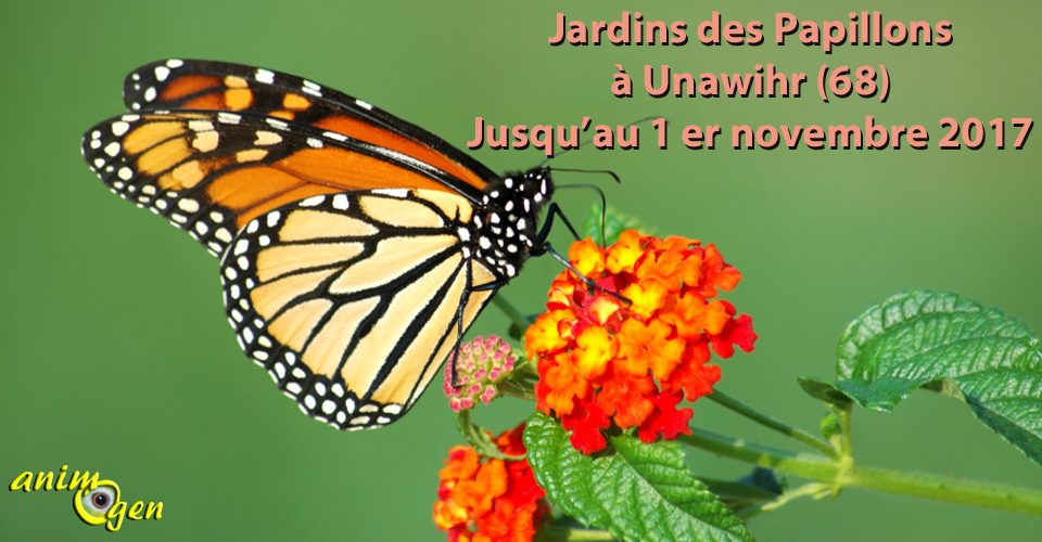 Jardins des papillons à Unawihr (68), jusqu’au 1 er novembre 2017