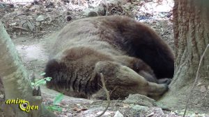 Ours y es-tu ? (Bélitsa,Bulgarie)