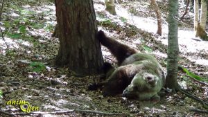 Ours y es-tu ? (Bélitsa,Bulgarie)