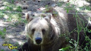 Ours y es-tu ? (Bélitsa,Bulgarie)