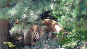 Ours y es-tu ? (Bélitsa,Bulgarie)