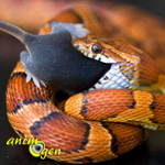 Alimentation du serpent des blés (Elaphe Guttata) : rations et fréquence