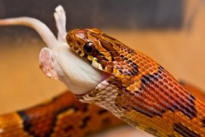 Alimentation du serpent des blés (Elaphe Guttata) : rations et fréquence